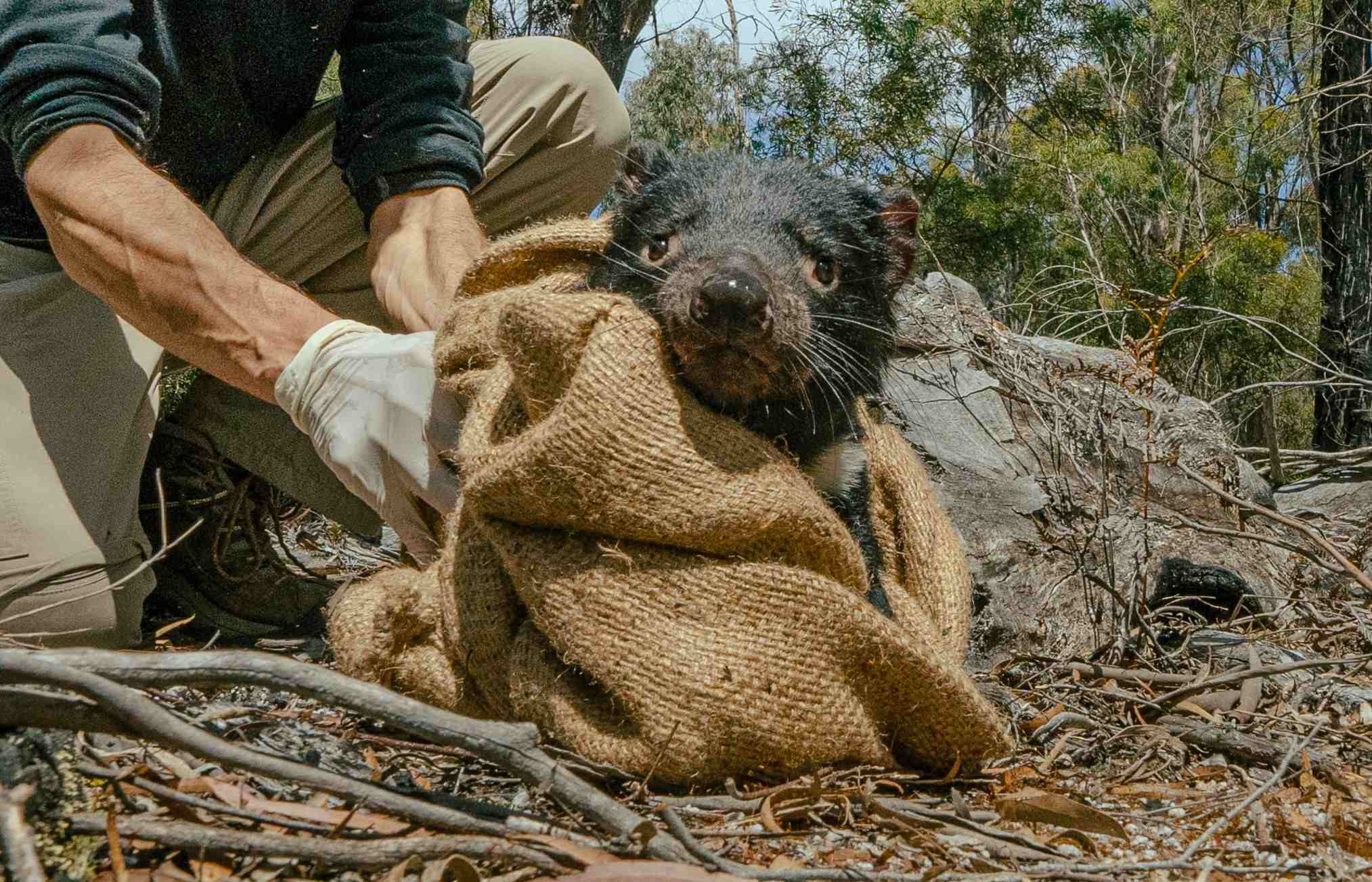 Brandy the Tasmanian devil