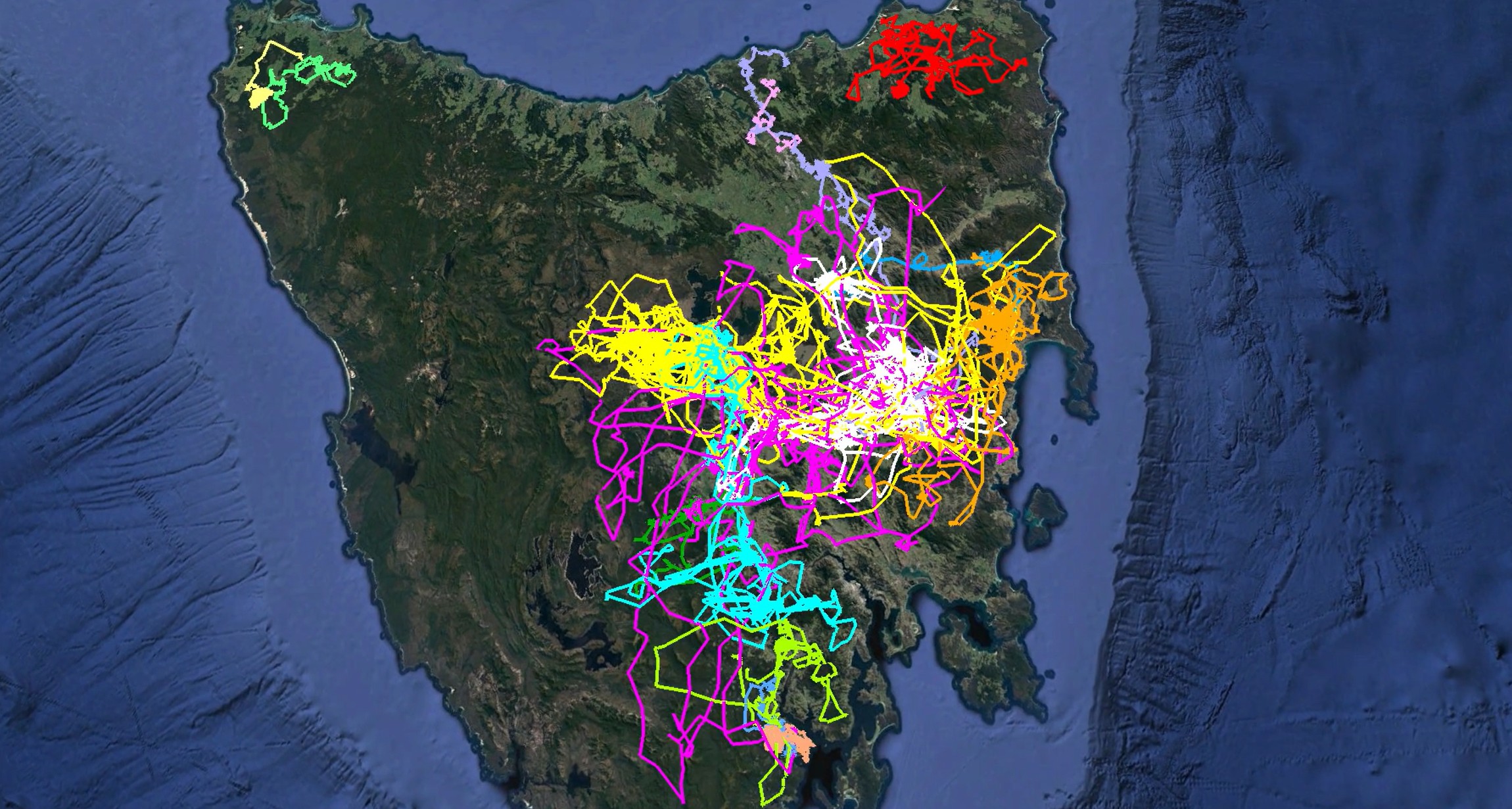 Eagle dispersal tracks