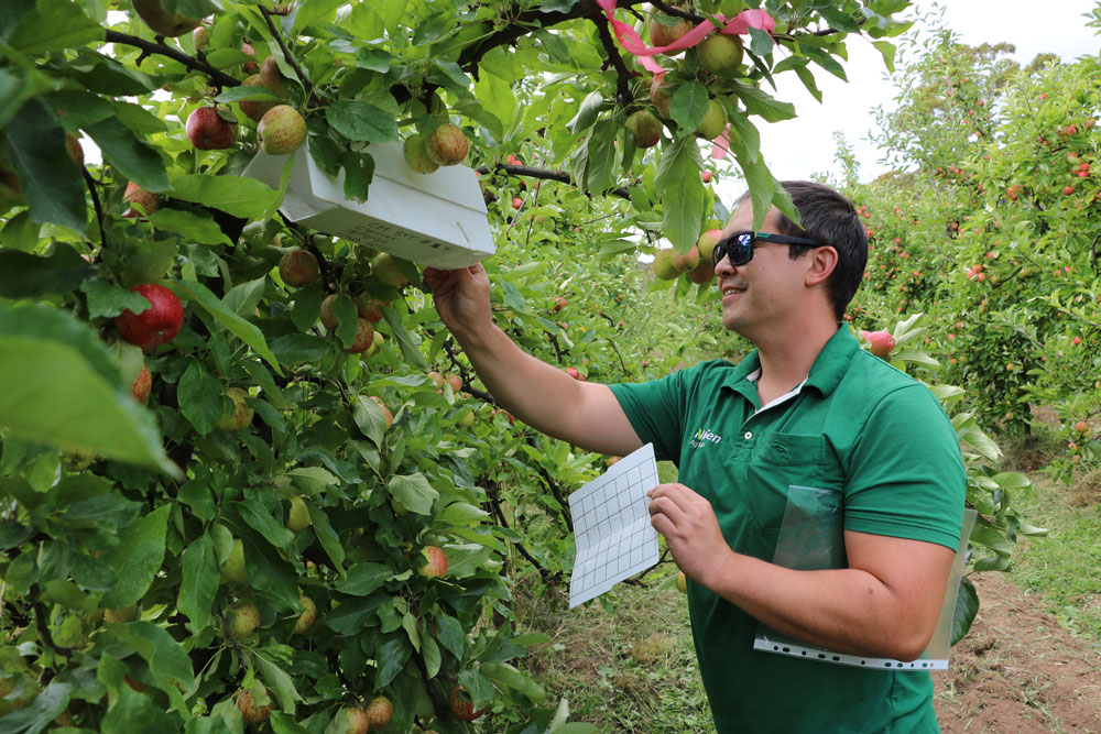 Ian checking trap in orchard